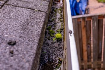 Up Close Photo Of A Gutter Full With Mud, Sand And Debris. Moss Grow Inside